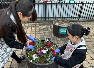 上中里駅前花壇を冬の花に植え替えました