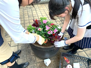 花の植え替えをしました。